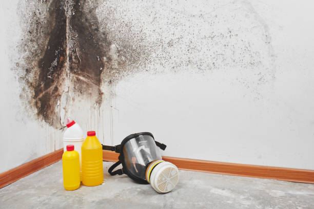 Best Mold Testing  in Pierce, CO