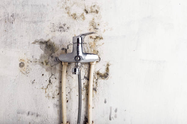 Best Mold Testing  in Pierce, CO