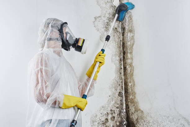 Best Local Mold Removal Service  in Pierce, CO