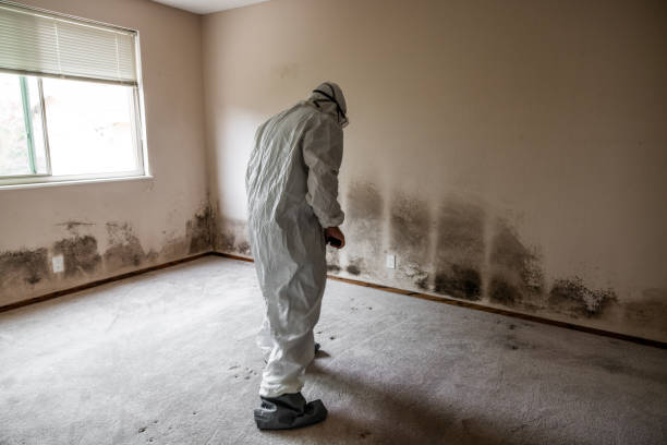 Best Affordable Mold Removal  in Pierce, CO