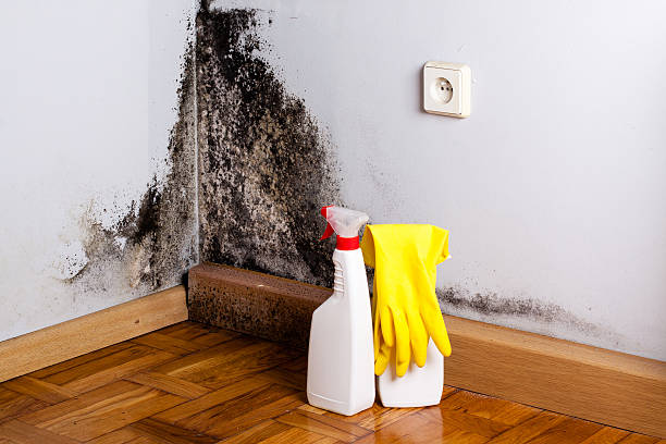 Best Home Mold Removal  in Pierce, CO